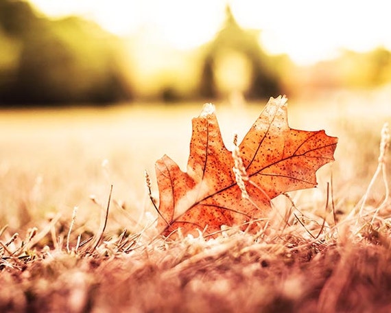 fall decor autumn leaves
