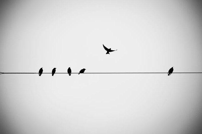 Large Photography Print Birds on a Wire Black and White Etsy