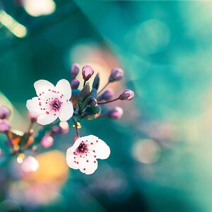 nature photography floral flower photography spring decor 8x10 11x14 fine art photography floral blossom photography spring aqua teal pink