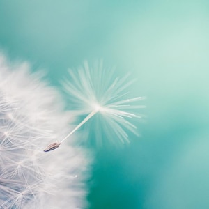 dandelion photography Fine art photography botanical 8x10 24x36 nature photography dandelion wall art floral photography large spring mint