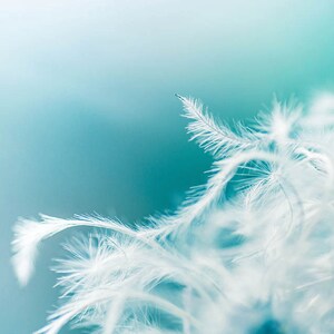 dandelion photography abstract flower photography nature 8x10 20x30 fine art photography dandelion wall art aqua teal pastel decor nursery