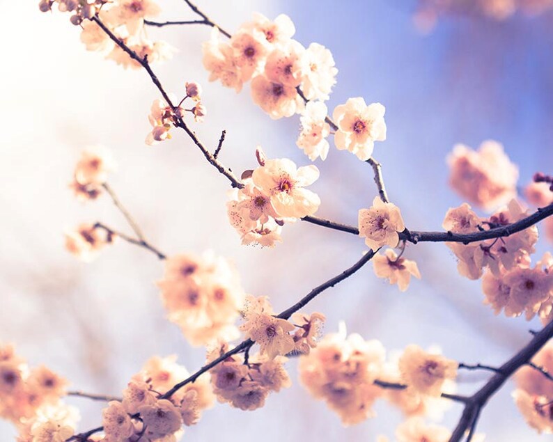 blossom photography flower spring wall art 8x10 8x12 fine art photography floral photography spring bedroom decor nursery lilac pink cream