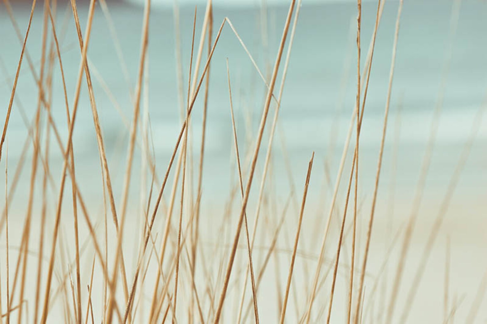 Beach Grasses Photography Abstract Nautical Decor 8x10 8x12 Etsy