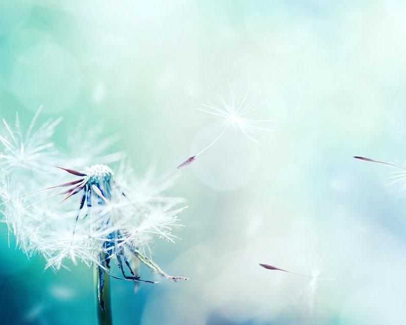 Dandelion art print dandelion wall art dandelion decor | Etsy