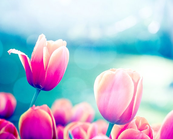 nature photography floral flower photography spring decor 8x10 11x14 fine art photography floral blossom photography spring aqua teal pink