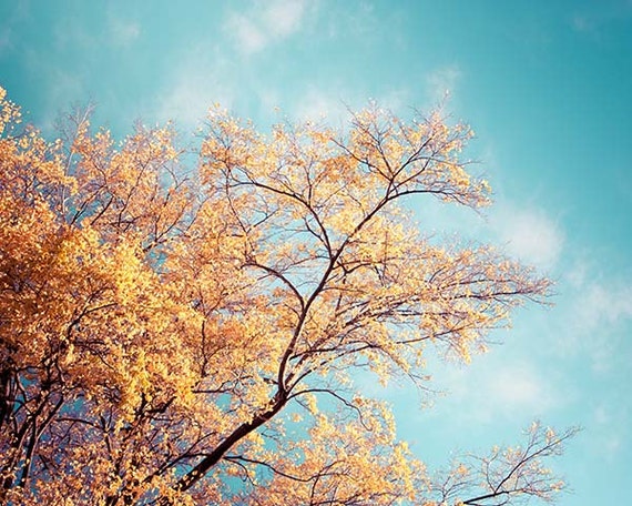 nature photography fall leaves