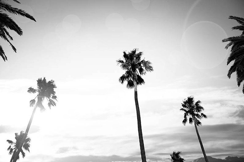 Tropical decor black and white home palm tree print beach art | Etsy