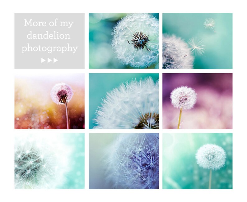 black and white wall art dandelion print black and white art fine art photography dandelion nature prints floral wall art monochrome gray