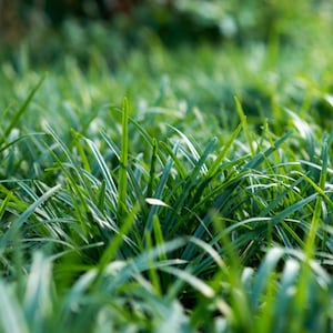 May include: Close-up of vibrant green grass blades, showcasing a lush, natural texture. The image highlights the sharp, linear forms of the grass, creating a sense of depth and detail. The overall effect is a fresh, verdant scene.