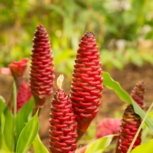 May include: Close-up of several red ginger flower stalks with a textured, cone-like appearance. The flowers are surrounded by green leaves and set against a blurred background of foliage. The image captures the vibrant color and unique shape of the tropical plants.