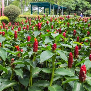 May include: A vibrant garden bed filled with red ginger flowers and lush green foliage. The flowers are a deep red with orange tips, standing tall amidst the broad, green leaves. The scene is set in a park-like environment.