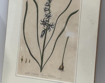 Antique 1820 Hand-Colored Botanical Engraving – Ornithogalum “Star of Bethlehem” – Original Scientific Plate, Museum -Matted