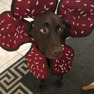 Demogorgon Dog Costume Stranger Things image 7