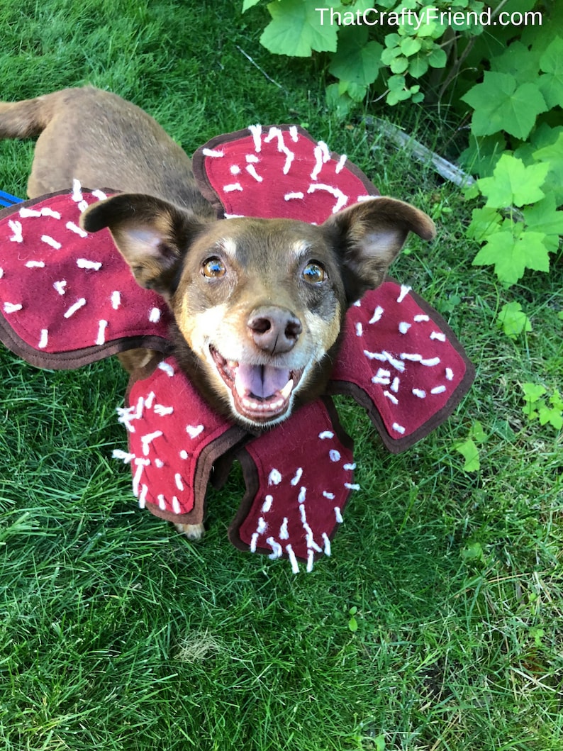 Demogorgon Dog Costume Stranger Things image 1