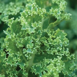 May include: Close-up of fresh, vibrant green kale leaves. The leaves have a ruffled, textured appearance with a deep green color. The image highlights the natural, organic texture of the leafy green vegetable.