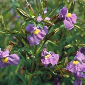 May include: Close-up of a plant with several purple flowers with yellow centers. The flowers are in full bloom, surrounded by green leaves and stems. The image is well-lit, showcasing the details of the petals and foliage.