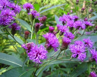 New York Ironweed Seeds – 100 Native Wildflower Seeds, Pollinator Plant