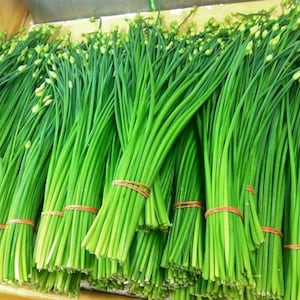 May include: Freshly harvested bundles of vibrant green chives, tied with orange rubber bands. The chives are displayed in a wooden crate, showcasing their bright color and freshness. The image highlights the natural, healthy appearance of the produce.