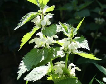 May include: Close-up of a plant with white flowers and green leaves. The leaves have a serrated edge, and the flowers are clustered along the stem. The plant is in focus against a blurred background.