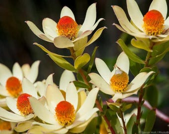 Leucadendron Hybrid Golden Tip Conebush Live Plant, 15–20 Inches, 1 Gallon Pot