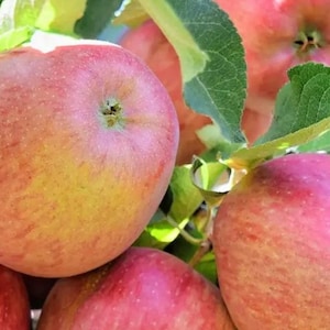 May include: Several round apples with smooth skin in shades of red, pink, and yellow, hanging from a tree branch. The fruit is surrounded by vibrant green leaves, with some apples showing a subtle speckled texture and a small brown stem at the top.