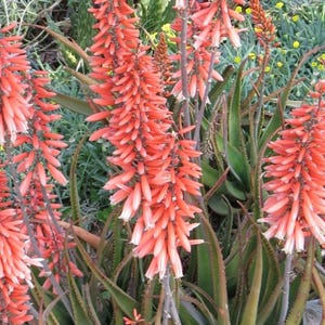 May include: A cluster of vibrant coral-orange aloe flowers blooming on tall, slender stalks. The tubular blossoms are densely packed in conical inflorescences, rising above a base of long, pointed, dark green succulent leaves with serrated edges.