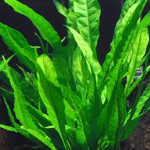 May include: A vibrant green aquatic plant with long, slender, lance-shaped leaves that feature a slightly wavy texture and pointed tips. The foliage grows in a dense, upright cluster, displaying various shades of bright and deep green throughout.