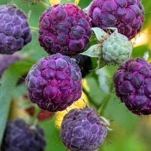 May include: A cluster of ripe, deep purple raspberries with a textured, bumpy surface. One unripe, pale green raspberry is visible among the dark fruit, attached to thin green stems with small, serrated green leaves in the background.