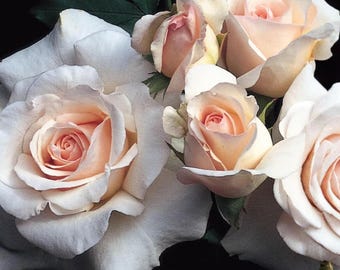 French Lace Rose 4 Unrooted Cuttings – Ivory Floribunda Rose Cuttings with Soft Sweet Fragrance