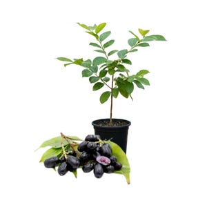 May include: A small potted plant with green leaves and a cluster of dark purple, oblong fruit. The fruit rests on a large green leaf. The plant is in a black plastic pot against a white background.