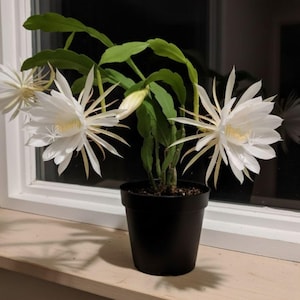 May include: A potted Night Blooming Cereus plant with large, white, star-shaped flowers and green leaves. The plant is in a black pot, sitting on a windowsill. The flowers have long, delicate petals and a yellow center.