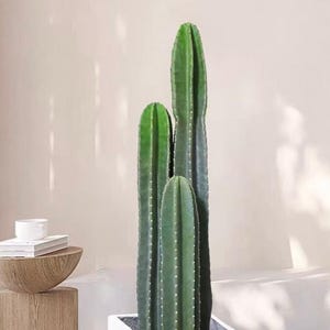6" Cereus peruvianus Cutting, Peruvian Apple Cactus, Easy Rooting Fast-Growing