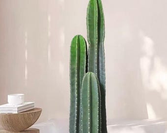 Peruvian Apple Cactus Cereus Repandus - Etsy 日本