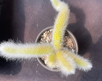 Hildewintera Colademononis, Monkey Tail Cactus, Bouquet-Shaped, 1–5 Branches Available, Sized to a 4'' pot