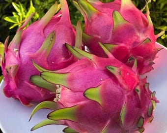 Esqueje y rama enraizada de fruta del dragón, 'Red Crystal' Hylocereus undatus, variedad asiática de plantas de pitahaya