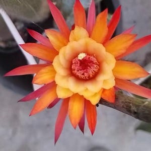 Epiphyllum cactus - Etsy sterreich