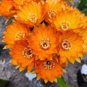 Pode incluir: Close-up de um grupo de flores laranja vibrantes com centros amarelos. As pétalas são em camadas, criando uma aparência cheia e texturizada. As flores estão em plena floração, mostrando seus detalhes intrincados e cor brilhante.