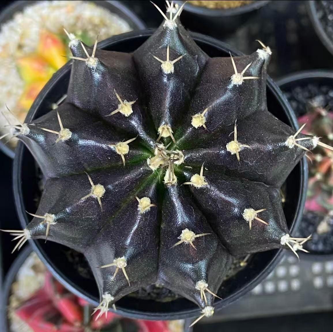 Gymnocalycium Mihanovichii Variegata - Etsy