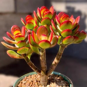 May include: A colourful succulent plant with rounded leaves in green, yellow, and red hues. The plant is potted in a light blue container filled with small pebbles. The leaves display a gradient of colours, adding visual interest.