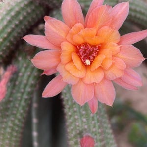 May include: A close-up of a cactus with a vibrant, multi-layered flower. The flower's petals transition from a soft peach to a bright orange center. The cactus body is green with small, spiky protrusions.