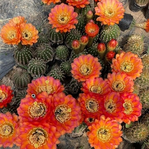 CUTTING Echinopsis ssp. 'Annie', 1.5'' Pups Unrooted, Selectively Bred Cactus Hybrids, Uniform Bloom Color