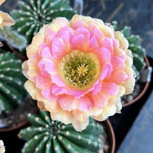 Pode incluir: Close-up de uma flor de cacto em flor com camadas de pétalas rosa, pêssego e amarelas. O centro revela um estame amarelo. Cactos verdes são visíveis ao fundo, em vasos marrons. Uma vibrante exposição floral.