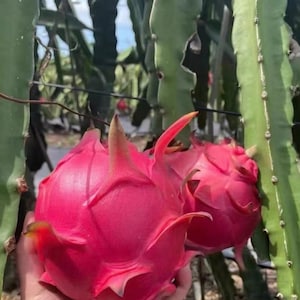 Puede incluir: Primer plano de dos vibrantes pitahayas rosas, mostrando su forma y textura únicas. Las frutas se sostienen cerca de una planta de cactus verde, con un fondo borroso de más plantas y cielo azul. Las pitahayas tienen un exterior espinoso.