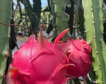 Dragon Fruit Plant Cutting& Rooted Branch, Hylocereus undatus 'Big Red No.1', Sweet Asian Variety