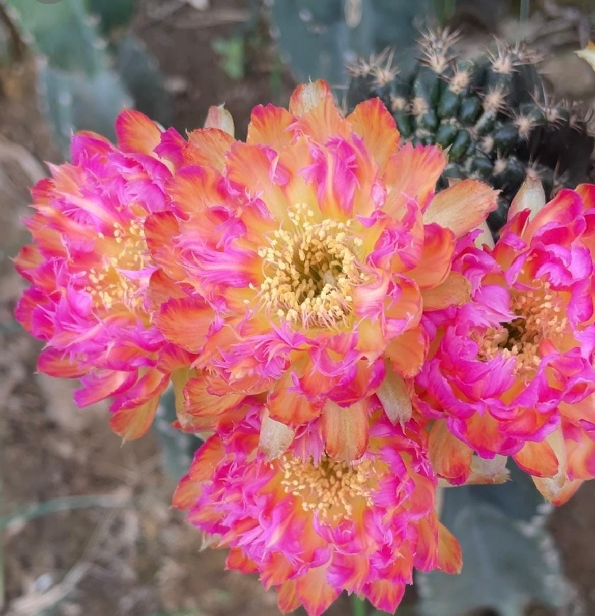 echinopsis pachanoi cactus San Pedro Cactus main image 0