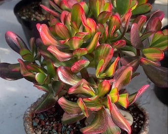 Crassula ovata 'Return of Beauty', Mikaeri Bijin Variegata, 4'' Rooted& Cutting, Rare Variegated Jade Plant