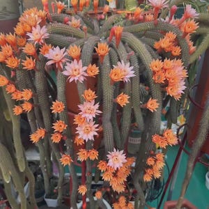  dracaena    |   