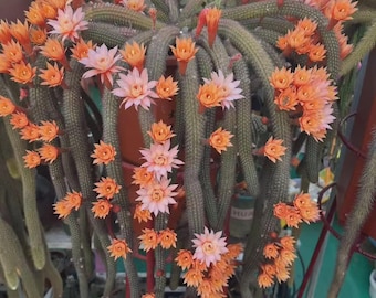 SNIJDEN Hildewinteria 'Double Luck' (rode en oranjegele bloem), hangende cactus, zeldzame Thaise hybride cactussen