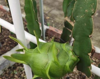 Dragon Fruit Plants Cutting& Rooted Branch, Hylocereus undatus 'Green Dragon', Asian Variety