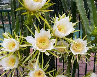 Dragon Fruit Plant Cutting& Rooted Branch, Hylocereus undatus 'Vietnam White Special', Asian Improved Variety